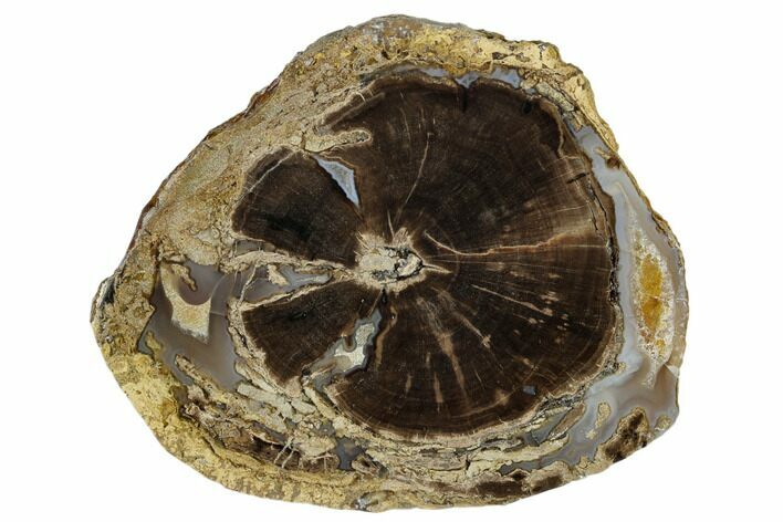 Polished Petrified Wood (Schinoxylon) Round - Wyoming #184836